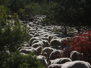 Vereda de Guadalaviar a Vilches. Foto de Aintzane Martínez Jiménez 