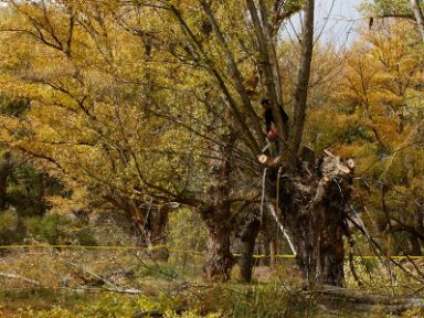 La cultura del chopo cabecero en el sur de Aragón