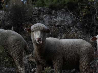 Vereda de Guadalaviar a Vilches. Foto de Aintzane Martínez Jiménez 