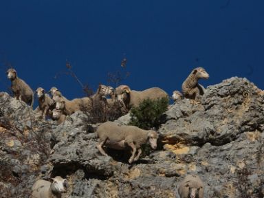 Vereda de Guadalaviar a Vilches. Foto de Aintzane Martínez Jiménez 