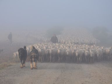 Merinas y mastines en la niebla © Camino Limia (Ganadería Merina Joaquín Ortiz) @merinospain