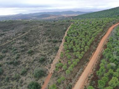 © Camino Limia (Ganadería Merina Joaquín Ortiz) @merinospain