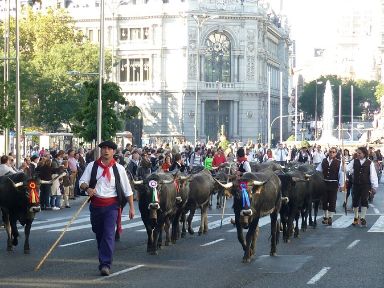 Plaza de la Cibeles © Asociación Trashumancia y Naturaleza (TyN)