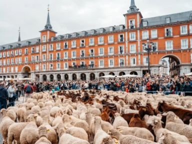 Plaza Mayor de Madrid © Asociación Trashumancia y Naturaleza (TyN)