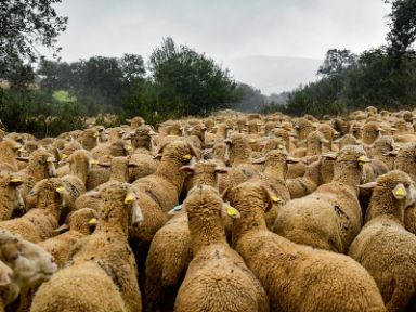 © Camino Limia (Ganadería Merina Joaquín Ortiz) @merinospain